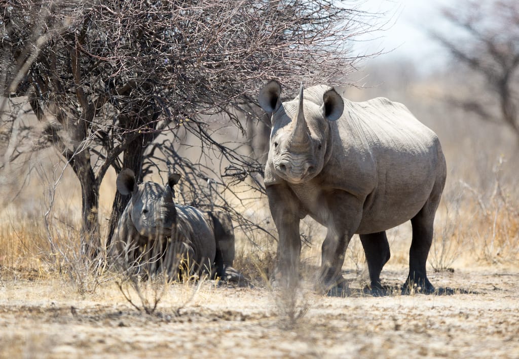 neushoorn in namibië